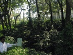 7888gt09a-coffee-m-sec-forest.jpg