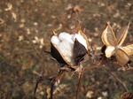8561IMG_0385.JPG