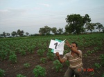 6118012a-irrigated-canal-cotton-farmfallow-chilli-rice.jpg