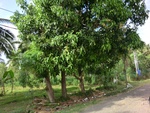 30930CIMG0790.JPG
