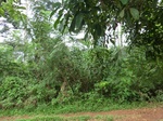 46187CIMG0476.JPG