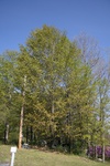 217IMG_4113.JPG