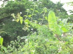 48098CIMG4435.JPG