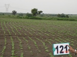 124490121a-rainfed-agriculture-sunflower.gif