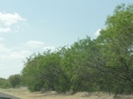 35182DSC02387.JPG