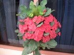 15940IMG_4490.JPG