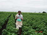 126670183a-rainfed-agriculture-cotton-dominant-sunflower.gif