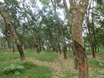 52984CIMG4040_调整大小.JPG