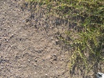 10389vp-075-Scrubland-b.jpg