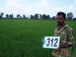 131220312d-irrigated-supplemental-tank-rice.gif