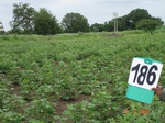 126810186b-rainfed-agriculture-mixedcrop-cotton-gram.gif
