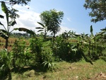30267CIMG1801.JPG