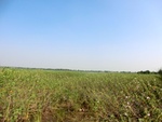 56374CIMG7927.JPG