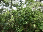 46575CIMG0864.JPG
