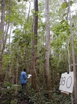 12280GT180_plantation_forest.JPG