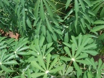 26228RIMG0195.JPG