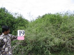 824220-shrubland-iucna.jpg