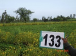 124910133c-rainfed-agriculture-groundnut-maize.gif