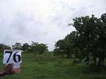 1058076-plantation-cashew-b.gif