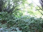 45038CIMG2123.JPG