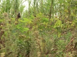 50336CIMG0965.JPG