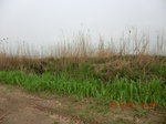 51758CIMG0237.JPG
