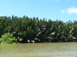 54680Bulungan (175).JPG
