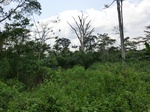 46423CIMG0712.JPG