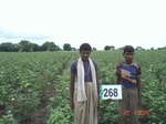 129590268a-irrigated-supplemental-lift-irrigation-mixedcrop-cotton-dominant-maize-chilli.gif