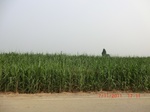 32877CIMG2011.JPG
