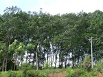 34803CIMG1450.JPG