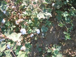 11612vp-062-Irrigated (Surface water) cotton-b.jpg