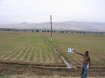 11510036-Irrigated (Surface water) winter wheat-a.jpg