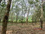 52990CIMG4049_调整大小.JPG