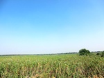 56375CIMG7928.JPG