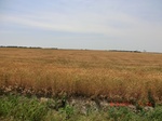 29676CIMG0967.JPG