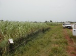 12256GT077_Sugarcane.JPG