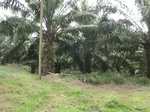 50708CIMG1337.JPG