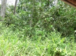 47936CIMG4273.JPG