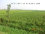 53861earlyrice_7.gps.jpg