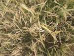 4640RIMG0068.JPG