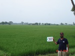 132860360a-irrigated-canal-rice-doublecrop-tripplecrop-greengram-blackgram.gif