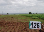 61050126b-irrigated-supplemental-groundwater-sunflower-doublecrop.jpg