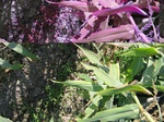 11563vp-049-Irrigated (SW) maize-gram-strips-a2.jpg