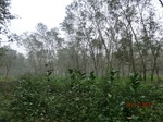 52878CIMG4959_调整大小.JPG