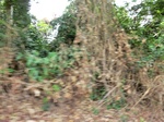 46572CIMG0861.JPG