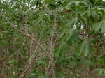 43994CIMG1179.JPG