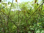 19612P1010459.JPG