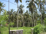 15492IMG_4562.JPG