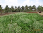 51931Tank ID 1800147 Titthiganahalli 3.JPG